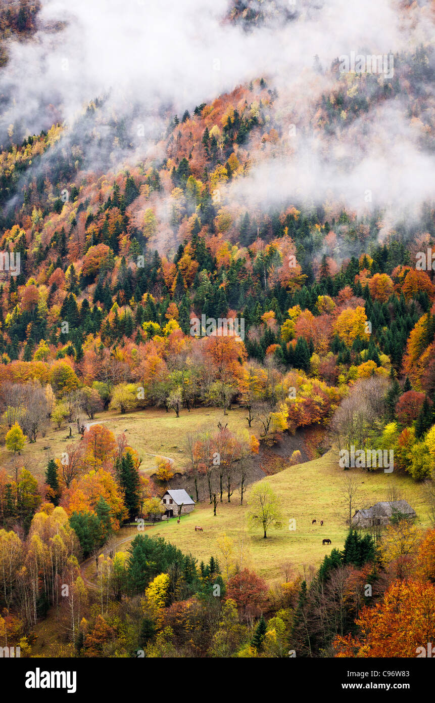Paesaggio della valle in autunno con un sacco di diverse specie di alberi e di cavalli su una praire Foto Stock