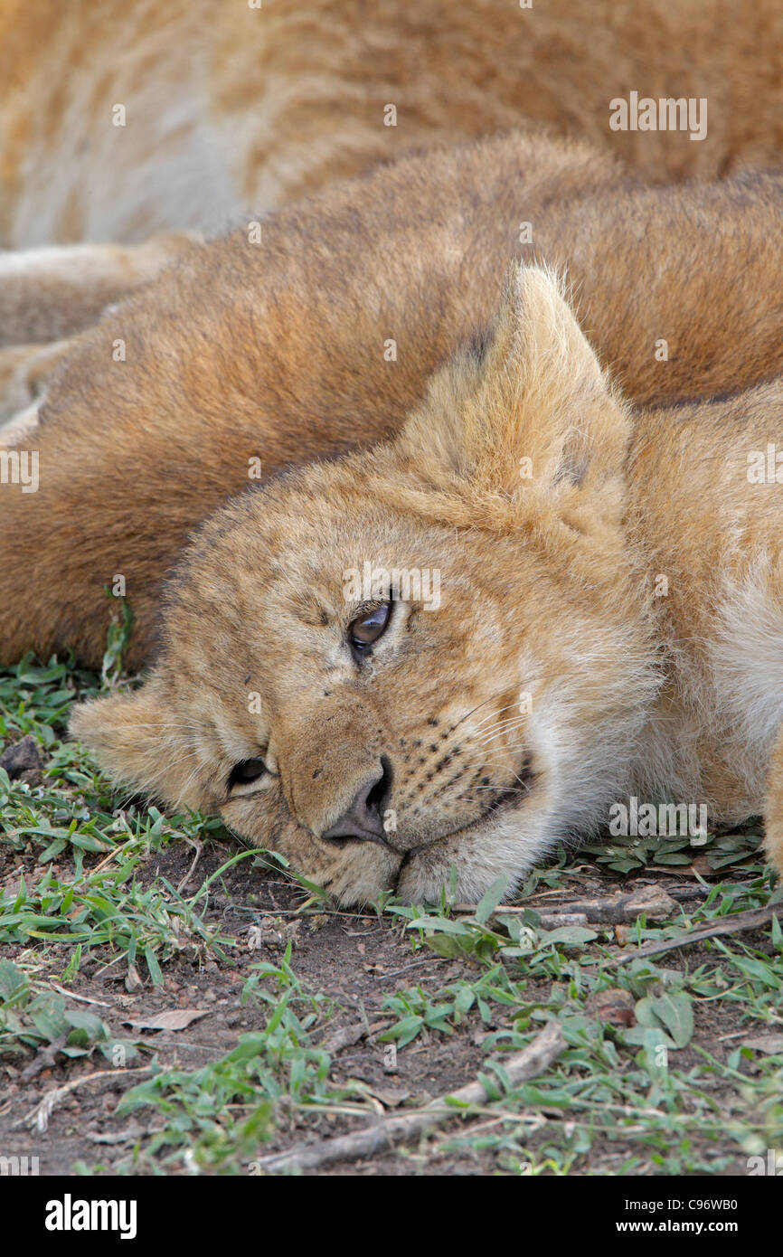 Lion Cub in appoggio sul terreno nel Masai Mara Foto Stock