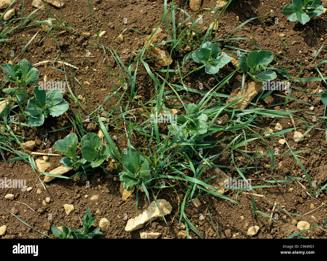 Lettino (Agropyron repens) erba infestante nei giovani di raccolto di fagioli di campo Foto Stock