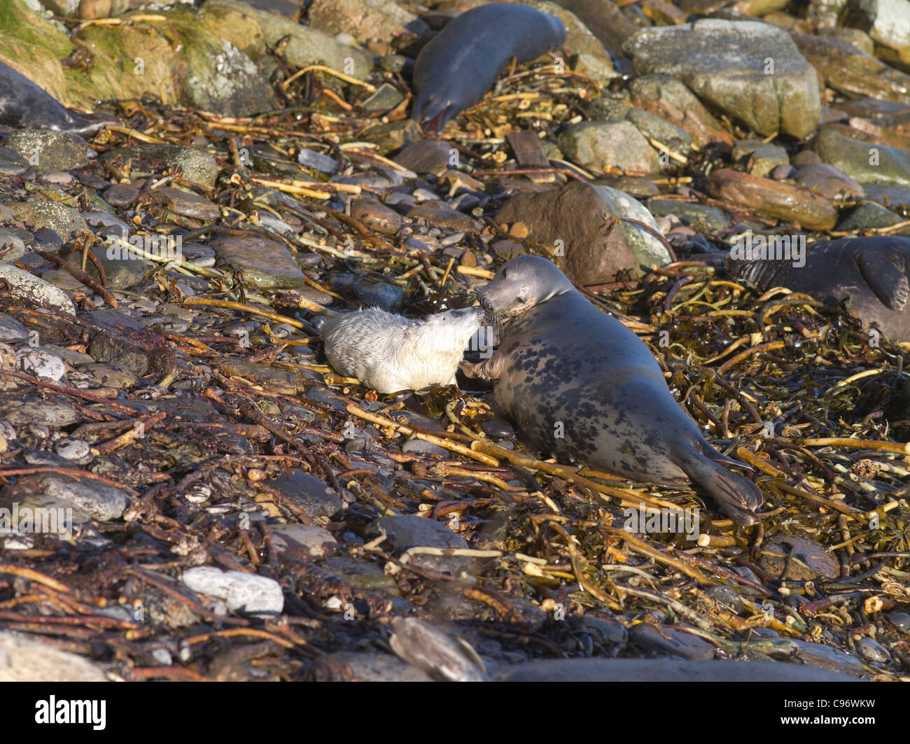 dh Atlantic Seals SIGILLA UK Baby Eearless atlantic Grey SEAL cucino che gioca madre foca costa rocciosa scozia roccia alichoerus grypus cub spiaggia nessuno Foto Stock