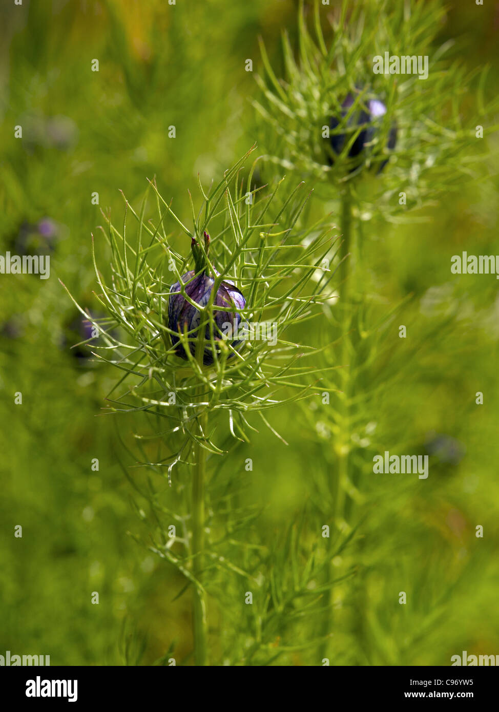 Nigella damascena blu mezzanotte boccioli di fiori Foto Stock