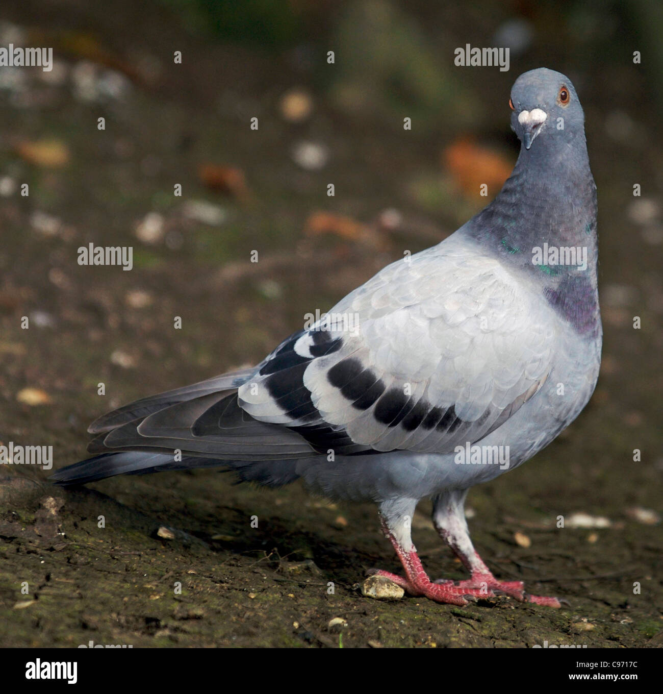 Piccione piccioni selvatici (Columba livia) comune in tutto il Regno Unito in villaggi e cittadine razze durante tutto l'anno la produzione di due o tre covate Foto Stock