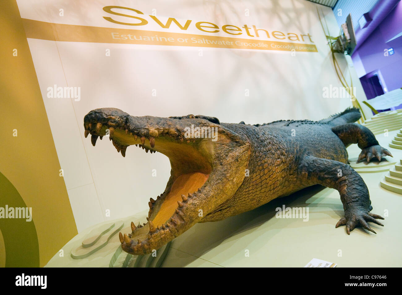 Sweetheart il coccodrillo, nel museo e galleria d'Arte del Northern Territory. Darwin, Territorio del Nord, l'Australia Foto Stock