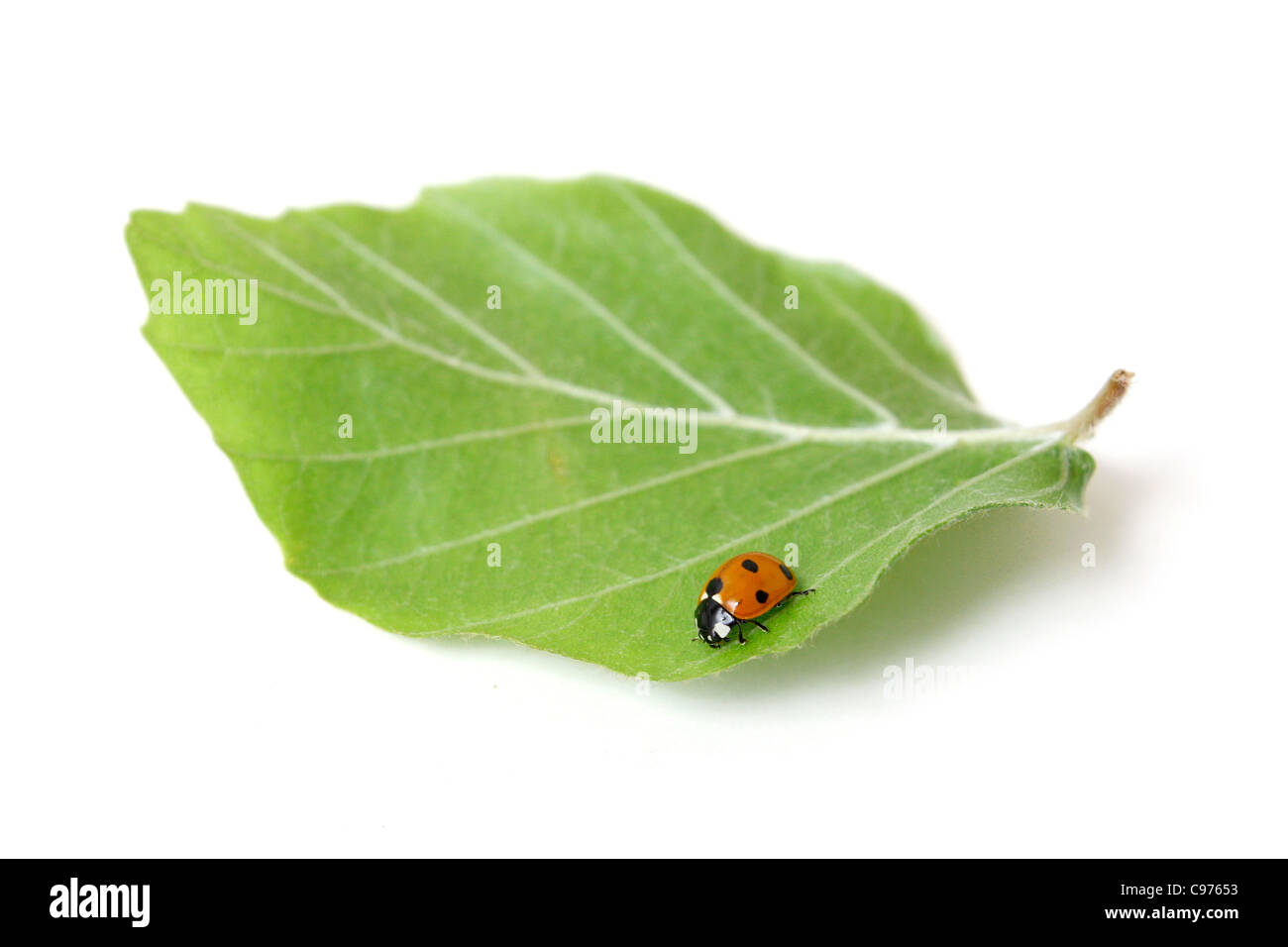 Lady bug su una foglia Foto Stock