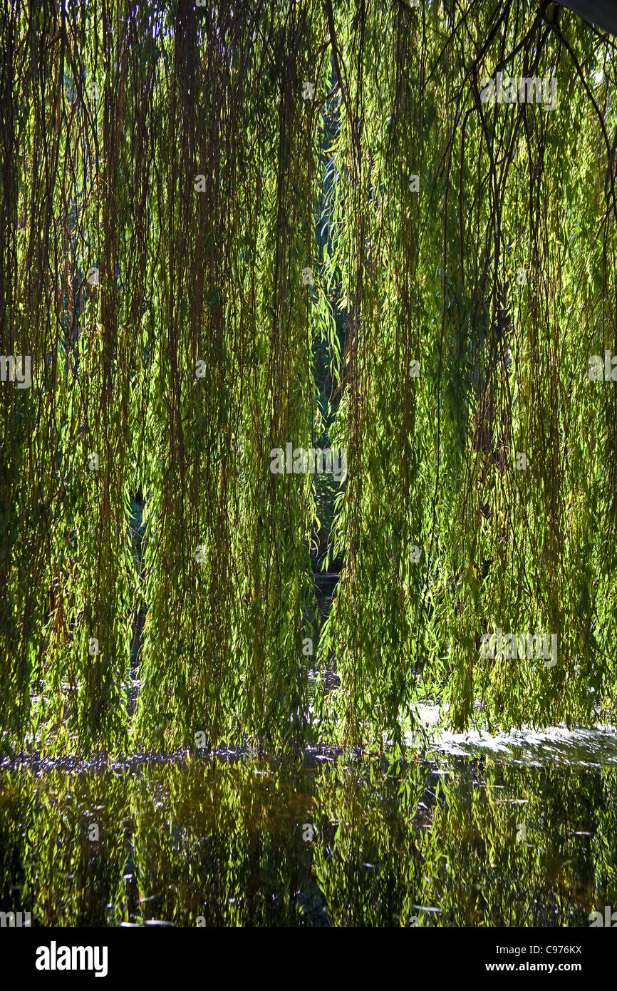 Salice piangente (Salix babylonica) Settembre 2011 Foto Stock