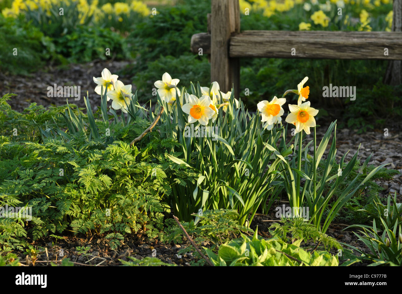 Giunchiglie (Narcissus) Foto Stock