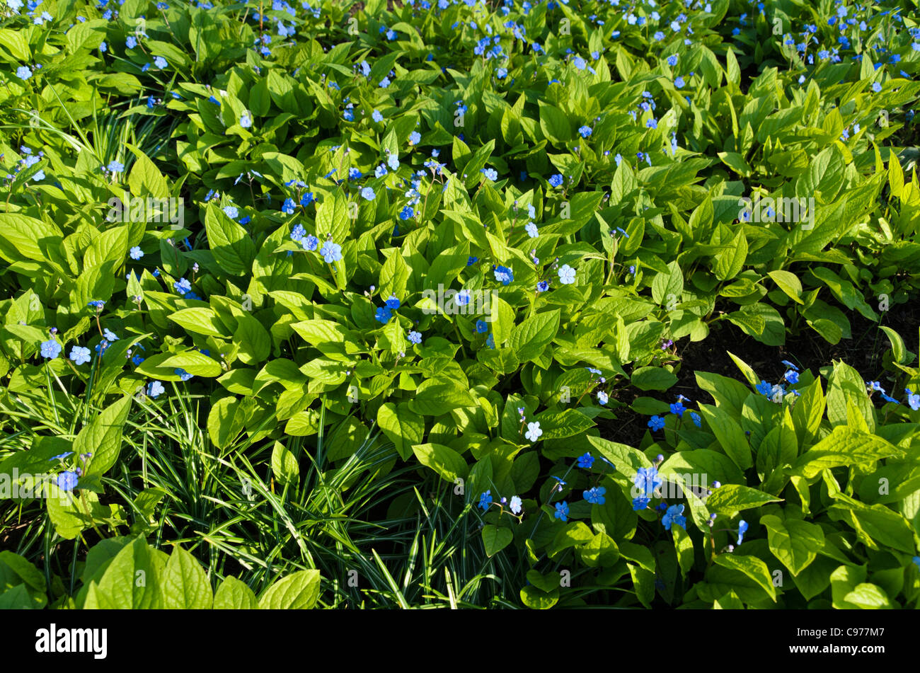 Blue-eyed mary (omphalodes verna 'grandiflora') Foto Stock
