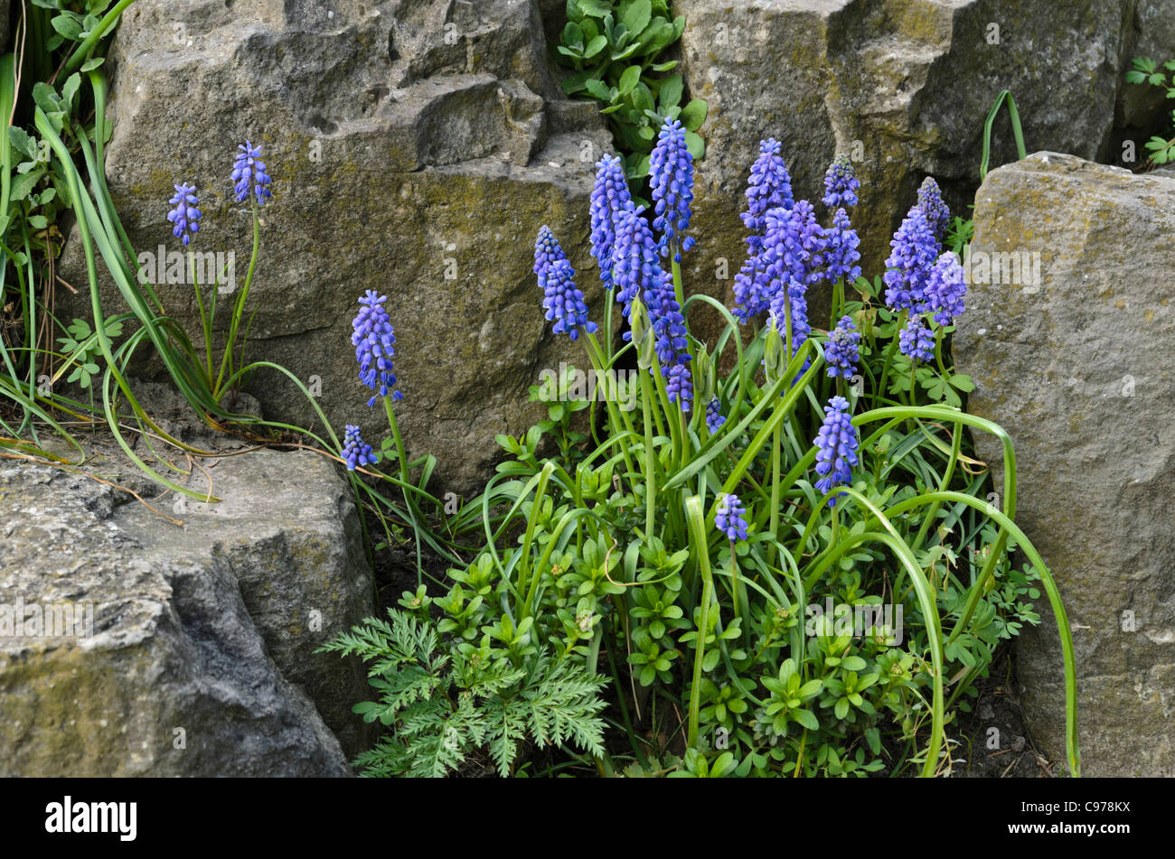 Armeno giacinto di uva (Muscari armeniacum) Foto Stock