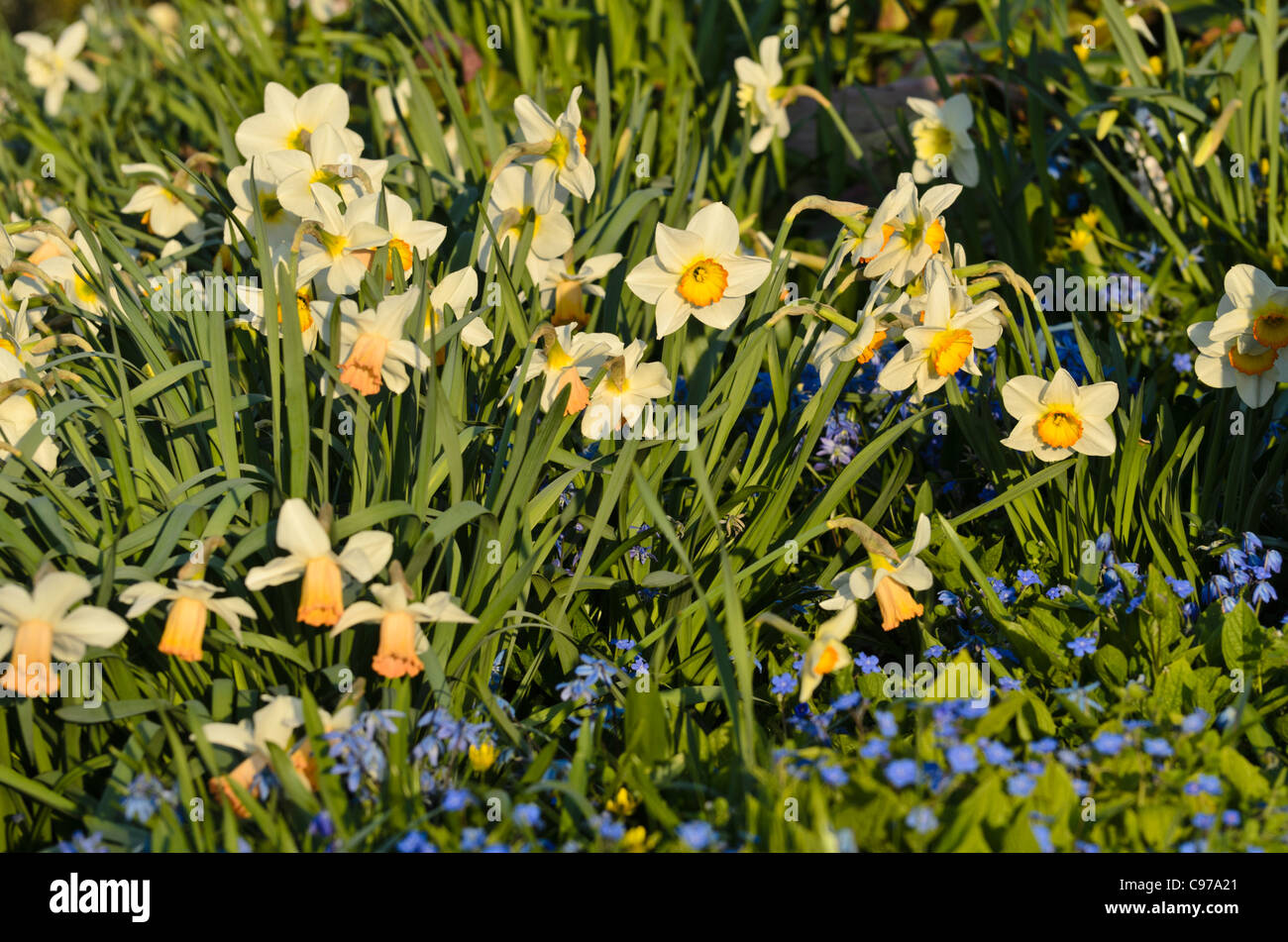 Giunchiglie (Narcissus) Foto Stock