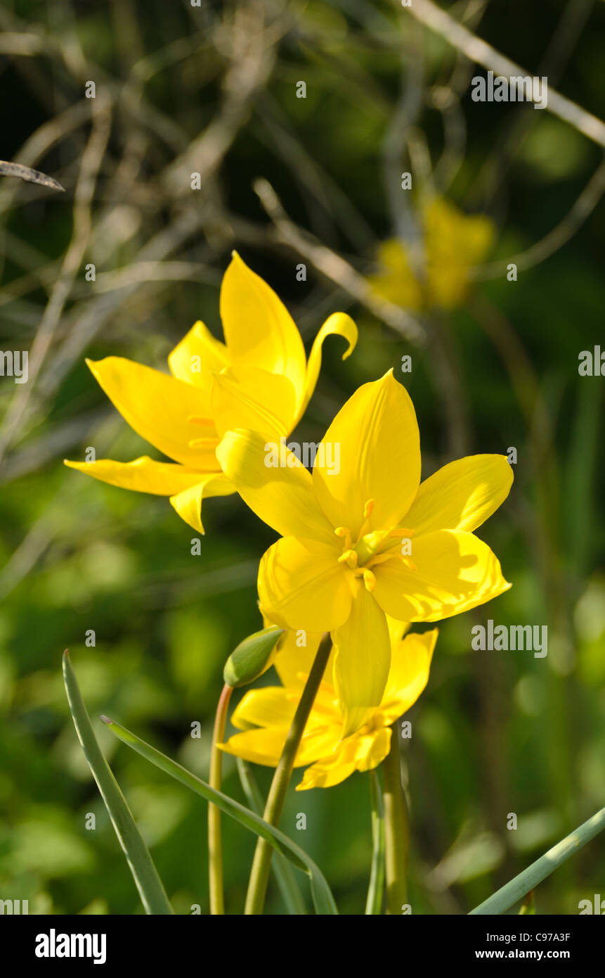 Tulipano selvatico (tulipa sylvestris) Foto Stock