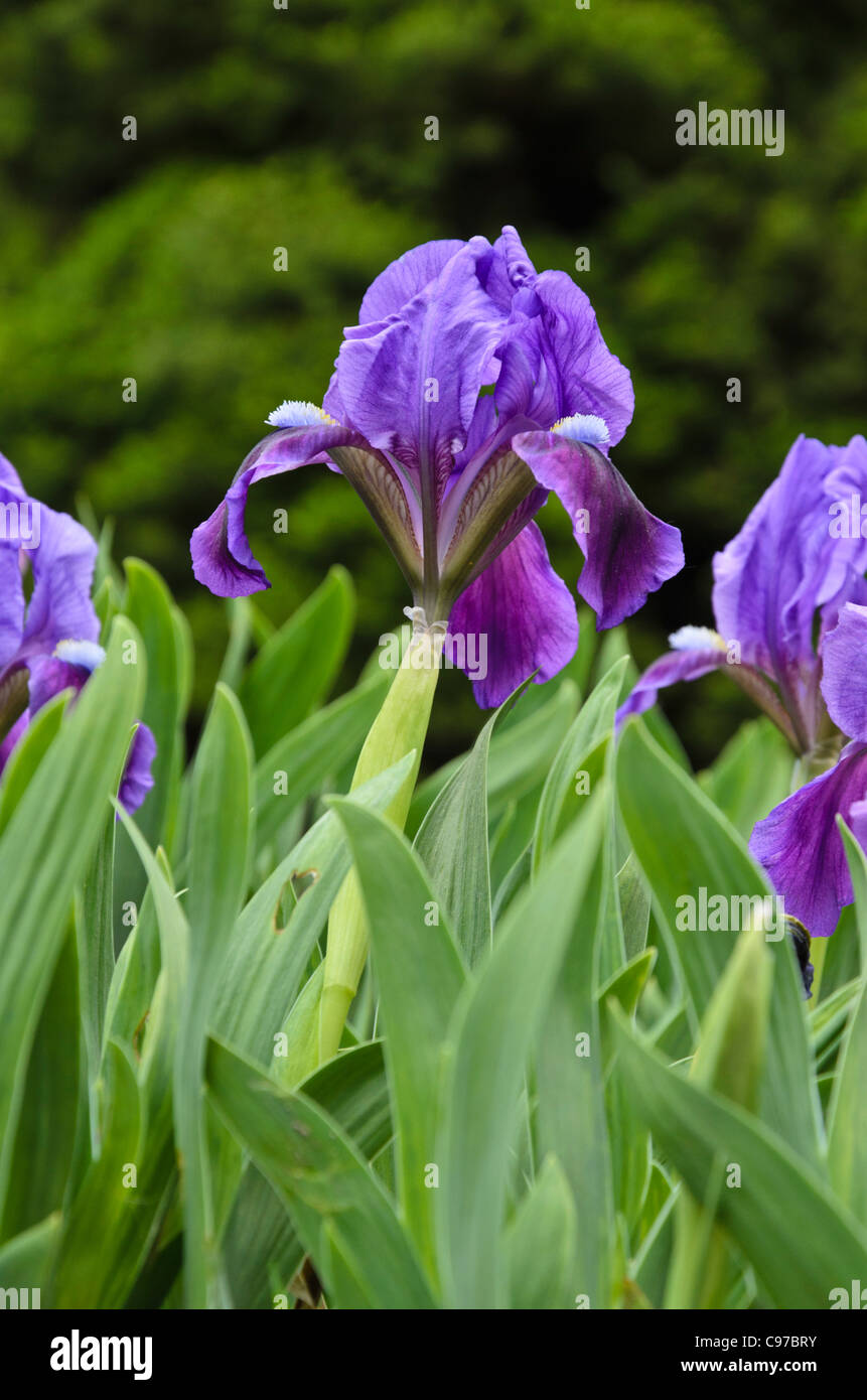 Nana (iris iris pumila) Foto Stock