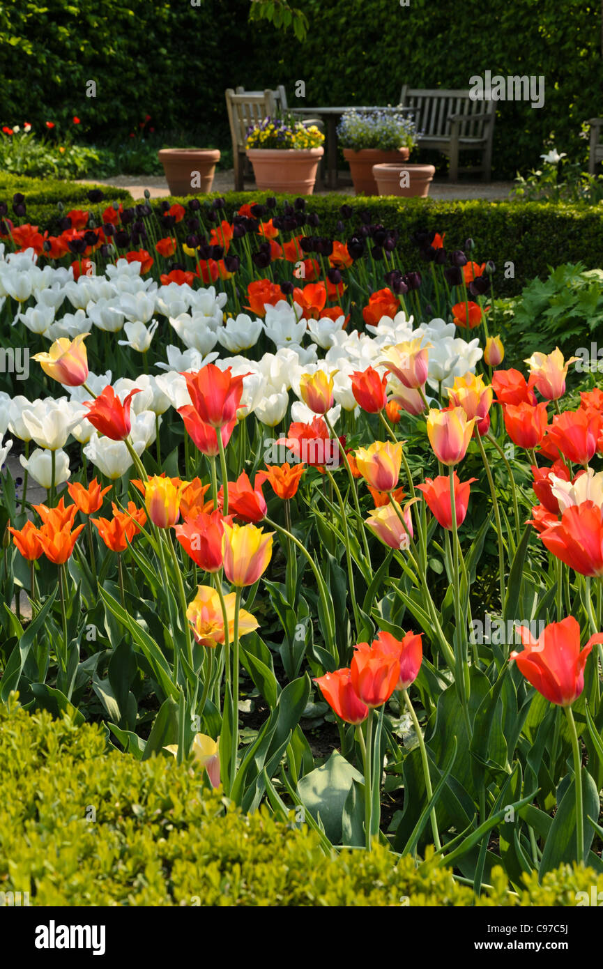 Spring Garden con i tulipani (tulipa) Foto Stock
