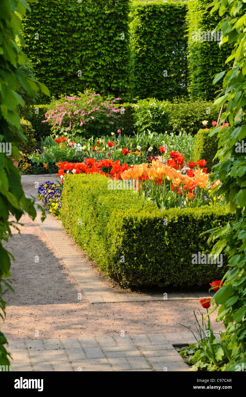 Hedge giardino con tulipani (tulipa) Foto Stock