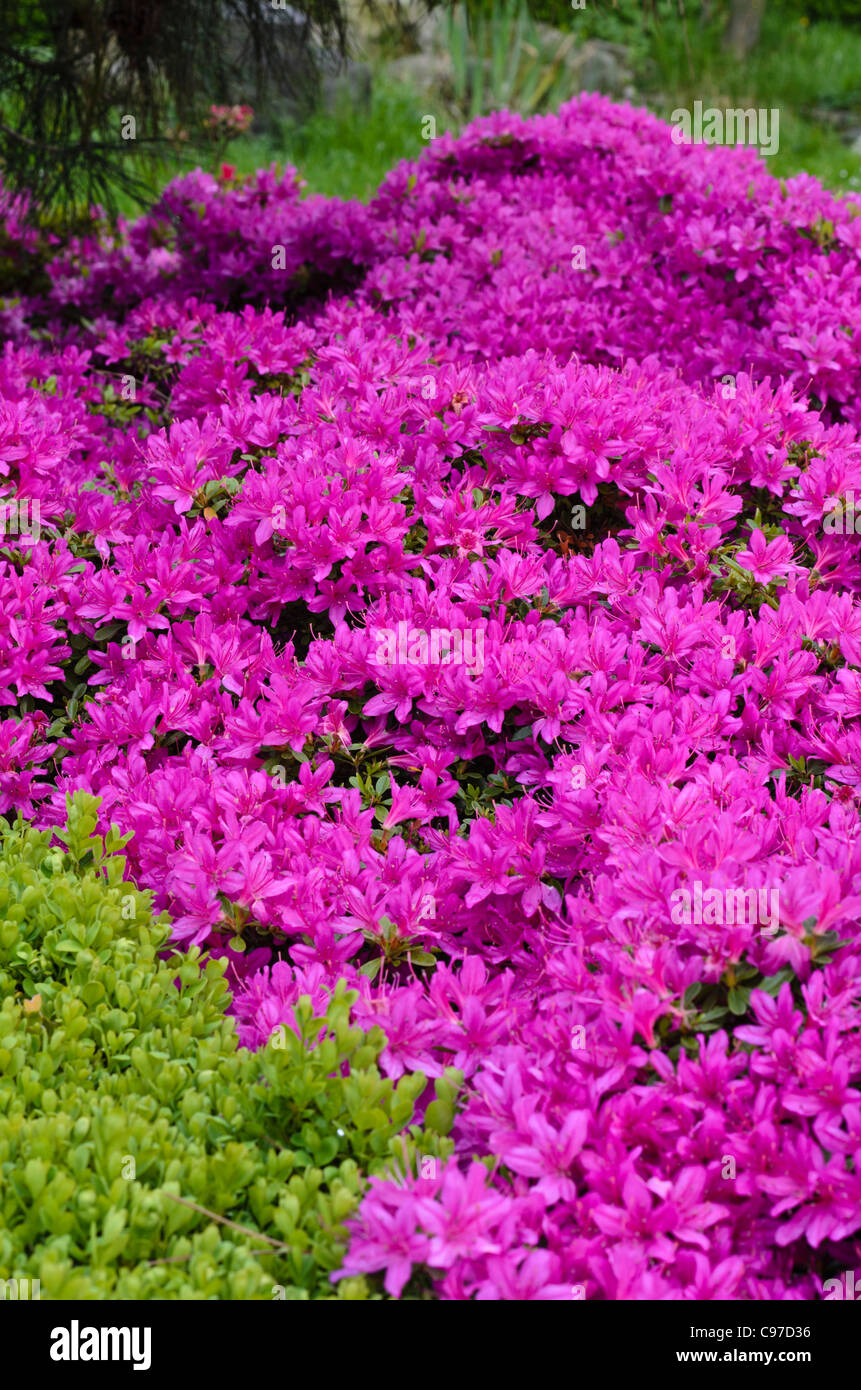 Azalea (Rhododendron) Foto Stock