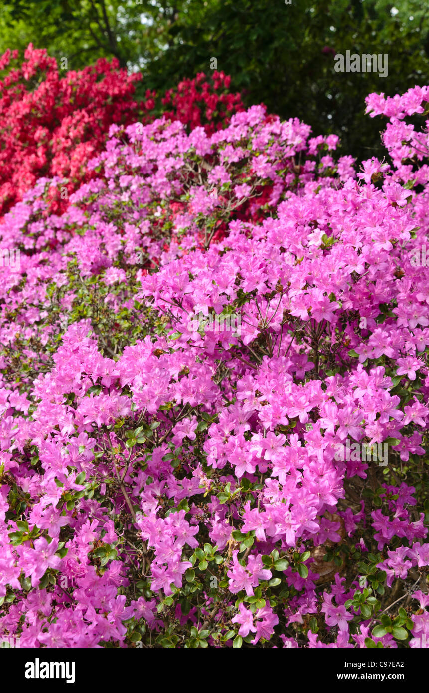 Azalee (Rhododendron) Foto Stock