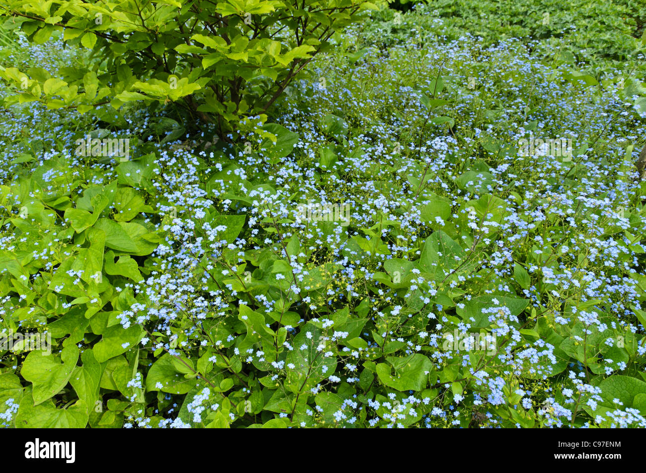 Siberian bugloss (brunnera macrophylla syn. myosotis macrophylla) Foto Stock