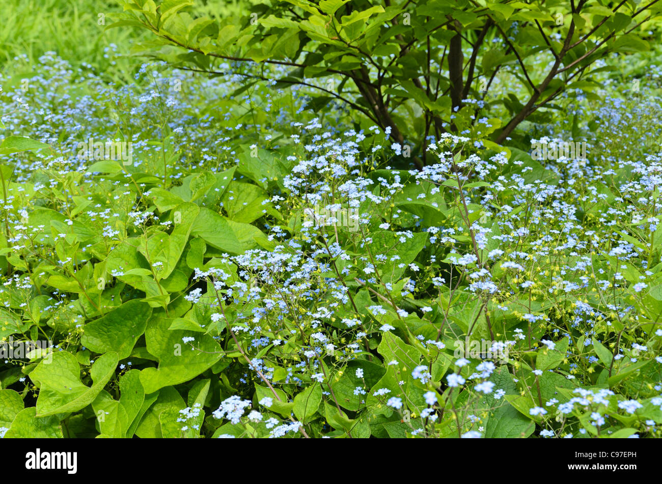 Siberian bugloss (brunnera macrophylla syn. myosotis macrophylla) Foto Stock