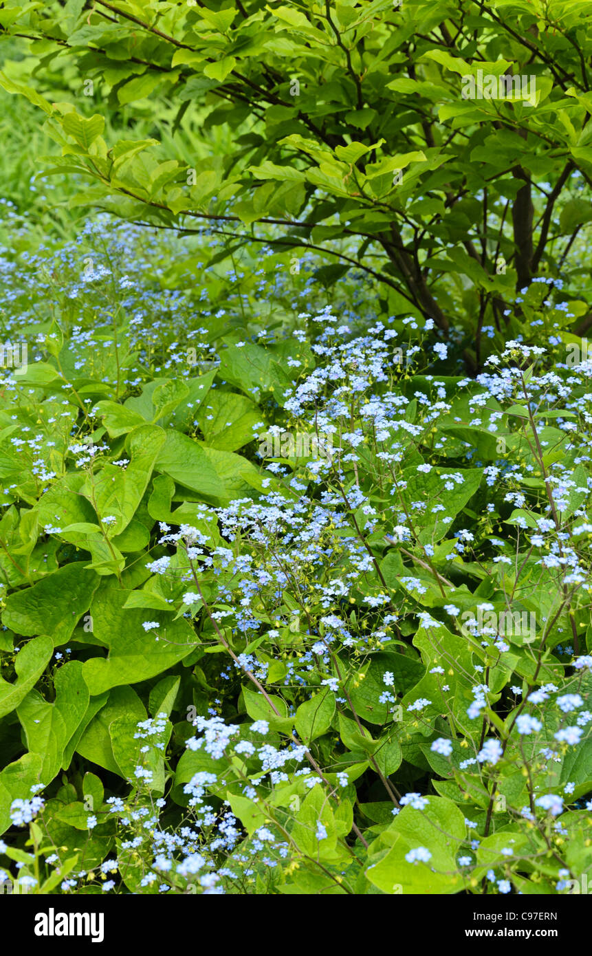 Siberian bugloss (brunnera macrophylla syn. myosotis macrophylla) Foto Stock