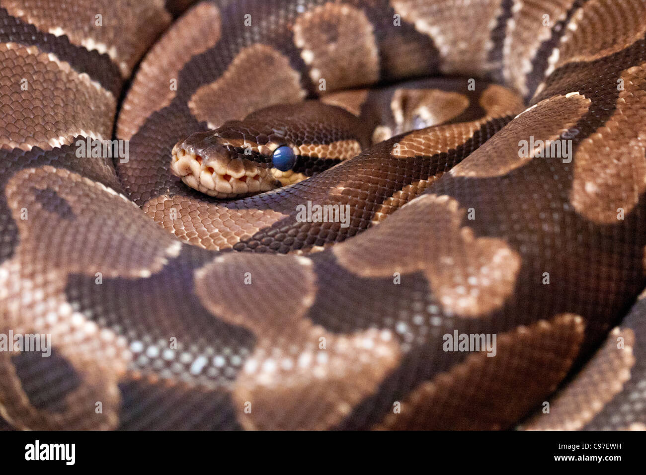 Royal Python (Python regius) avvolto a spirale. Foto Stock
