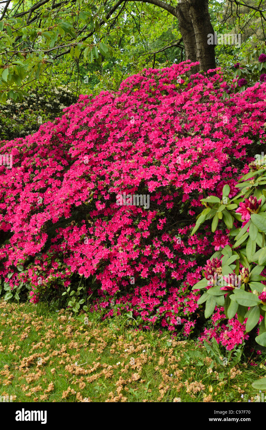 Azalea (Rhododendron) Foto Stock