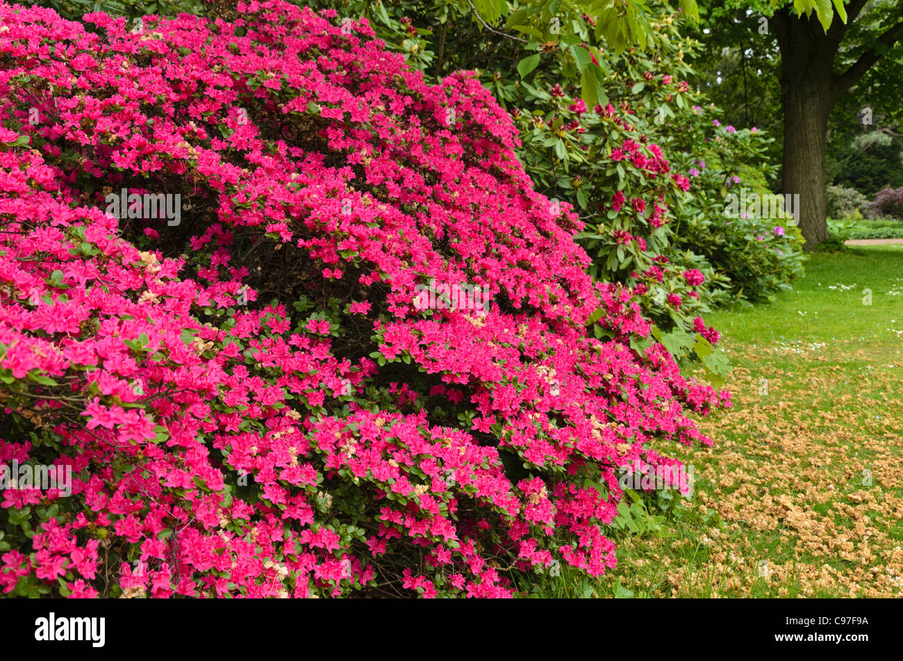 Azalea (Rhododendron) Foto Stock