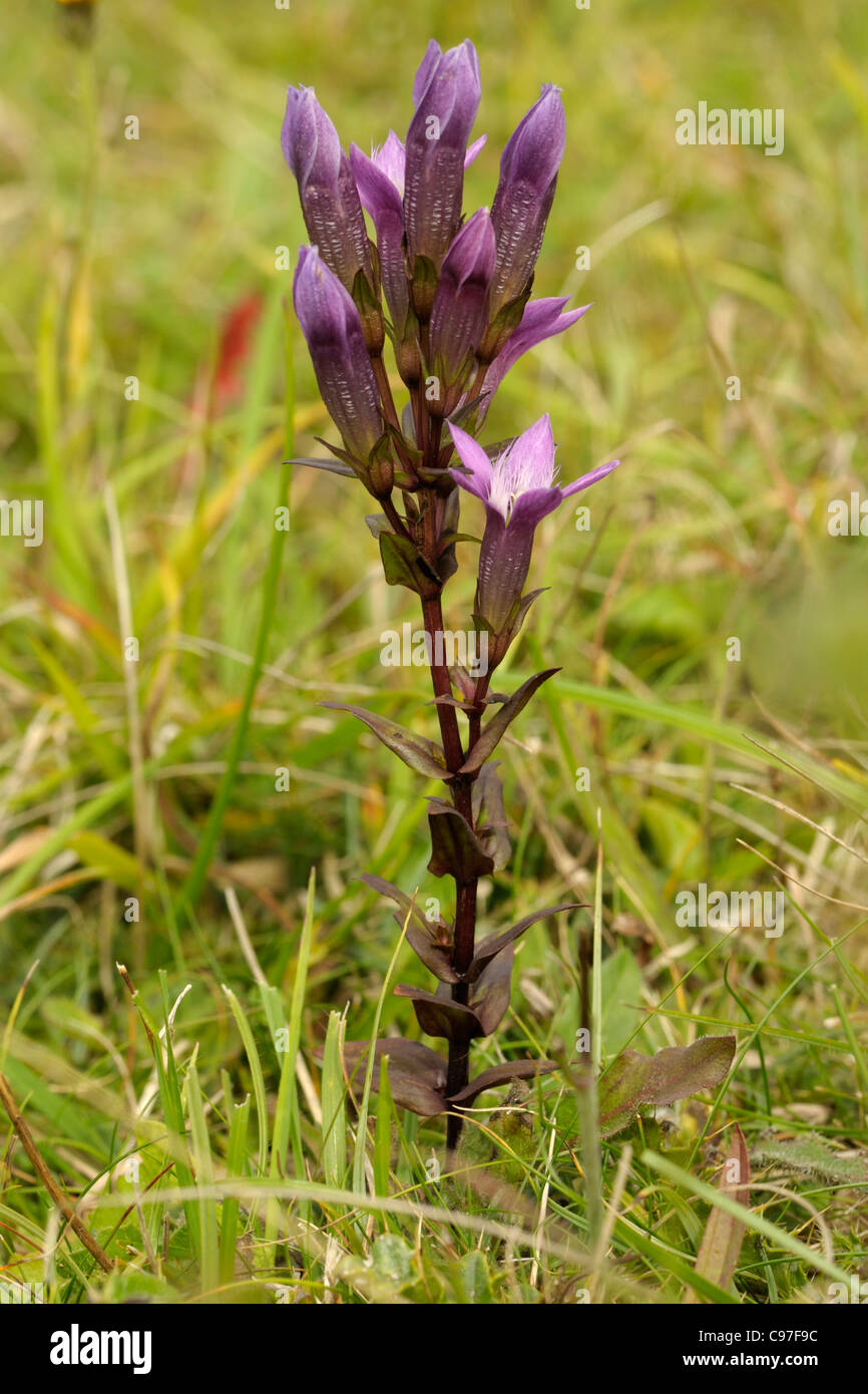 Chiltern Genziana, Gentianella germanica Foto Stock