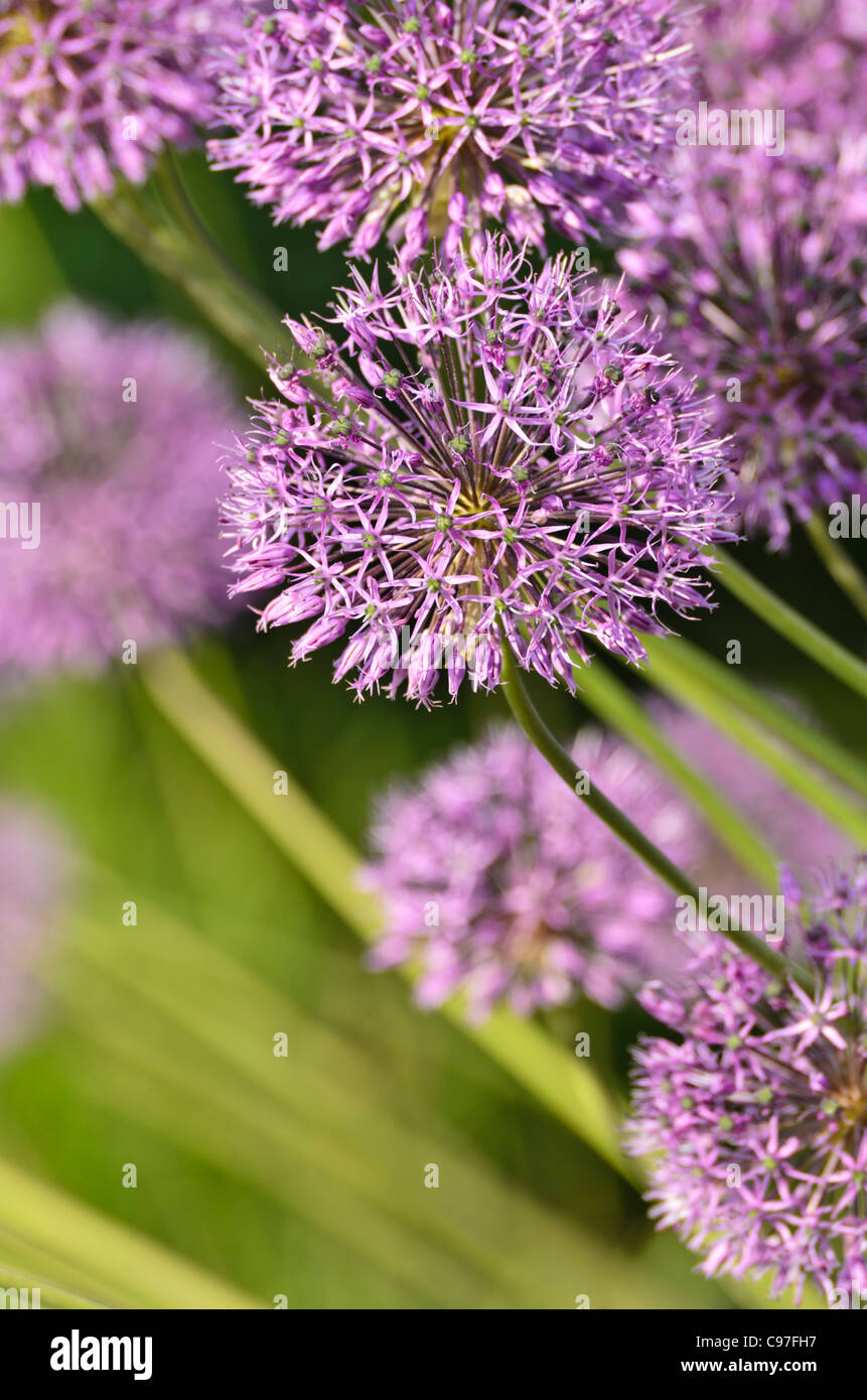 Allium jesdianum 'michael hoog' Foto Stock