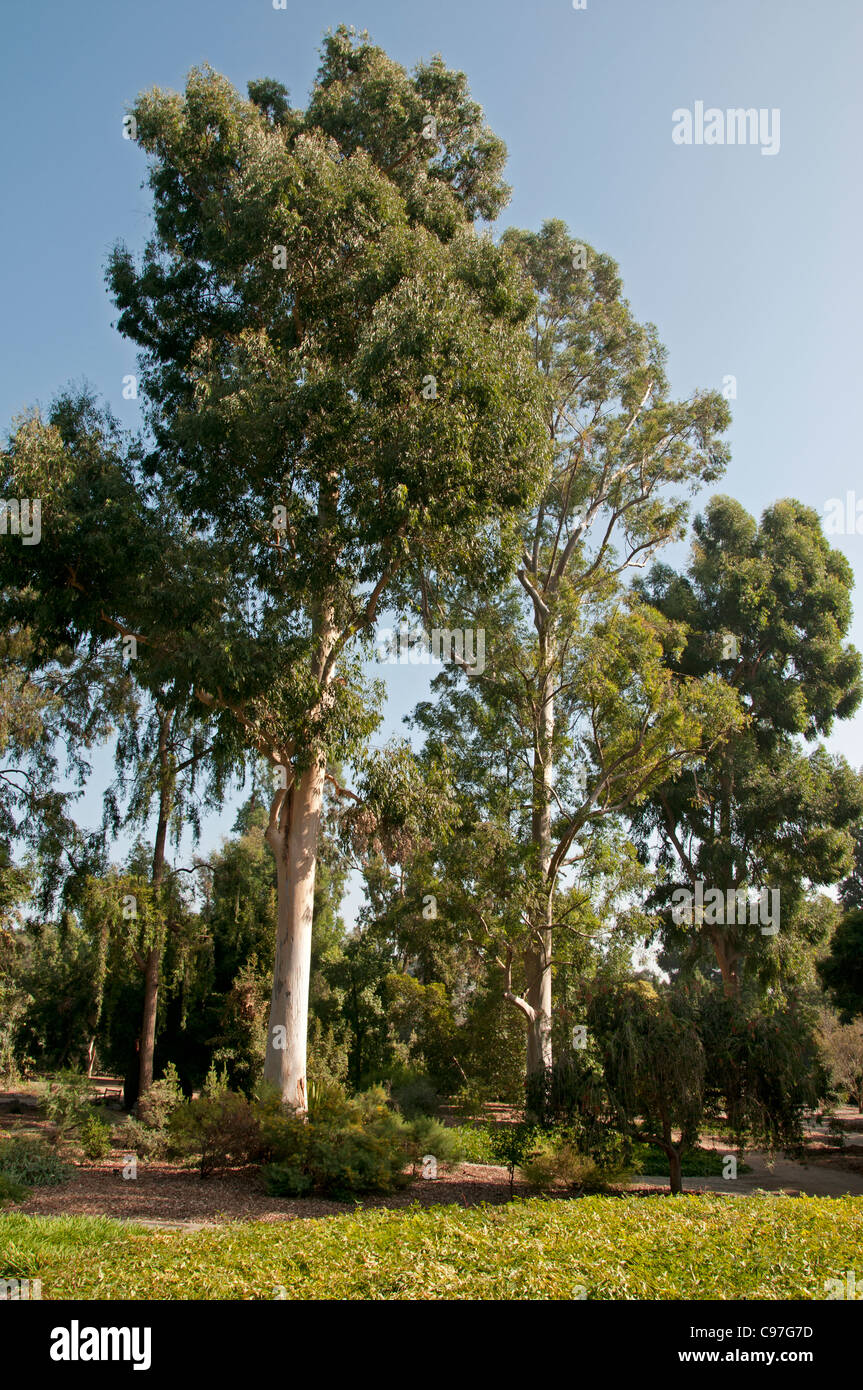 Albero di foresta tropicale orientale elegante legno nella giungla Foto Stock