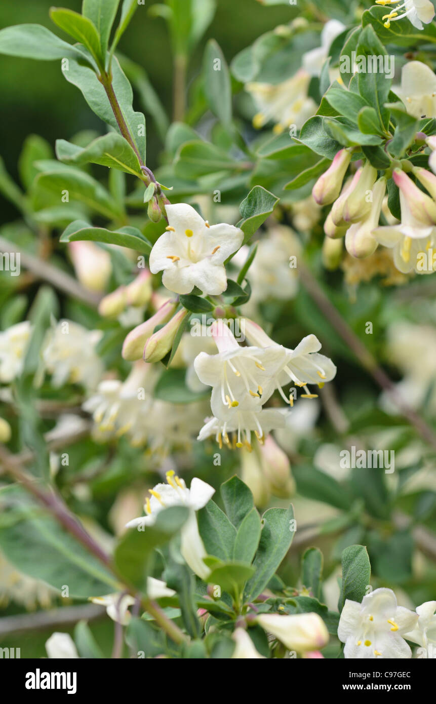 Caprifoglio dei pirenei (lonicera pyrenaica) Foto Stock