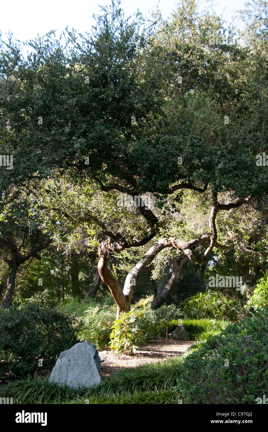 Albero di foresta tropicale orientale elegante Jungle woodod Foto Stock