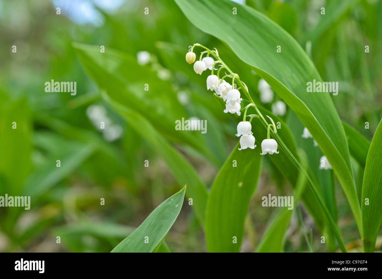 Mughetto | Consigli Di Cura E Coltivazione - Foto 5