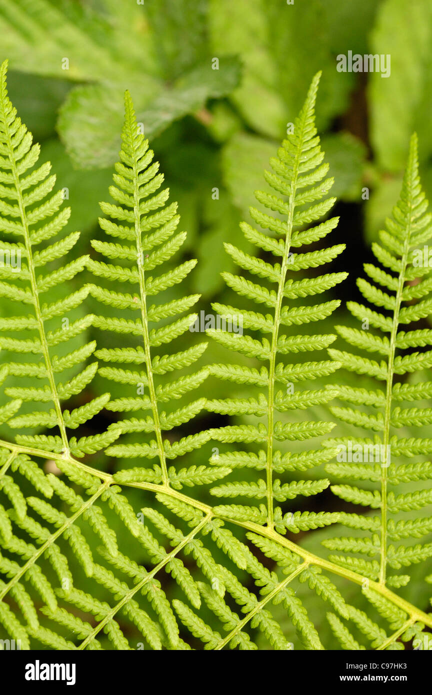 Lady-fern, Athyrium filix-femina Foto Stock