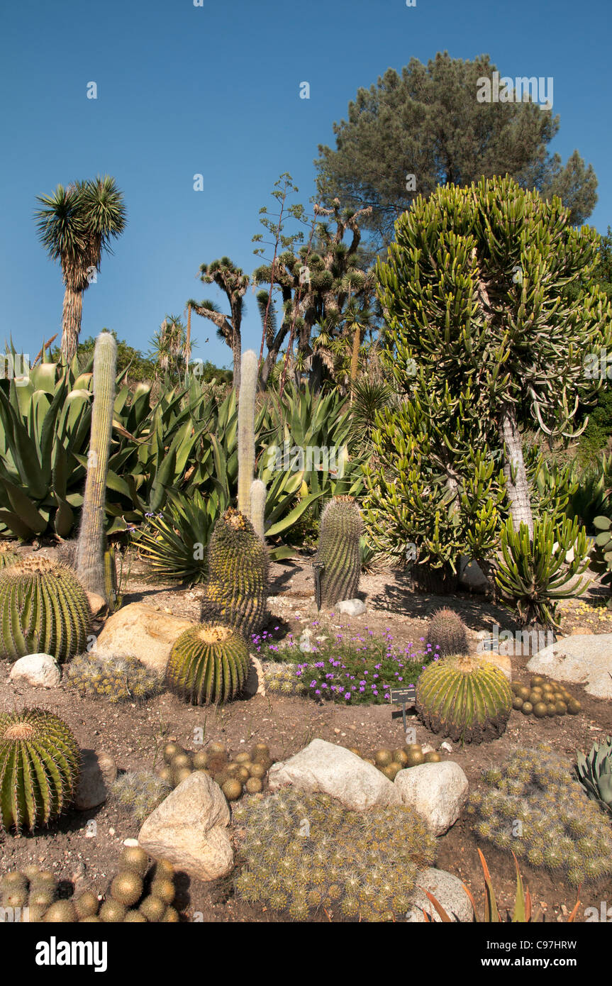 Il morbo di Huntington, Biblioteca Le collezioni d'arte, i Giardini Botanici, cactus succulente giardino San Marino California America Foto Stock