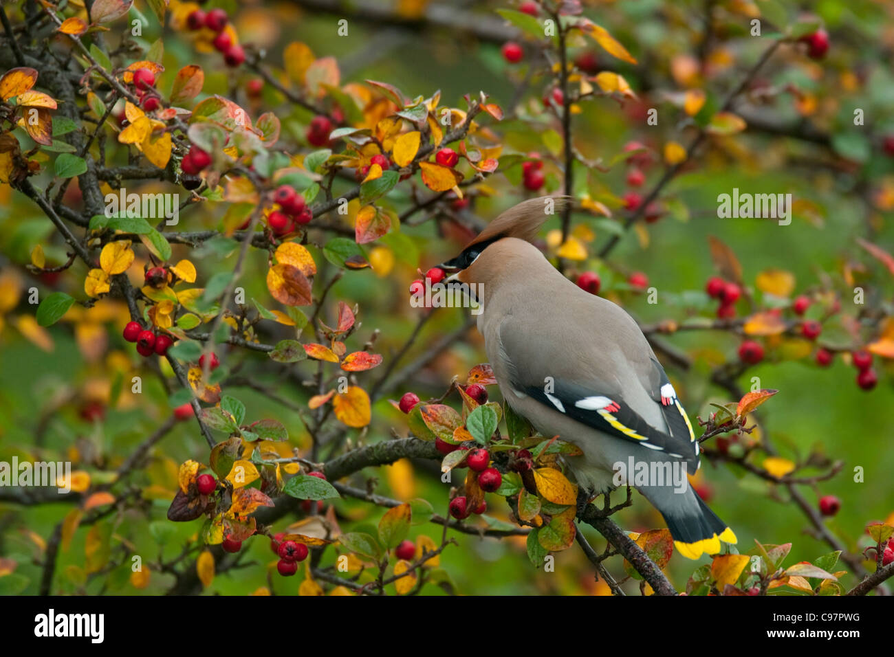 Bohemian waxwing (Bombycilla garrulus) alimentazione su bacche rosse nella boccola in giardino, Paesi Bassi Foto Stock