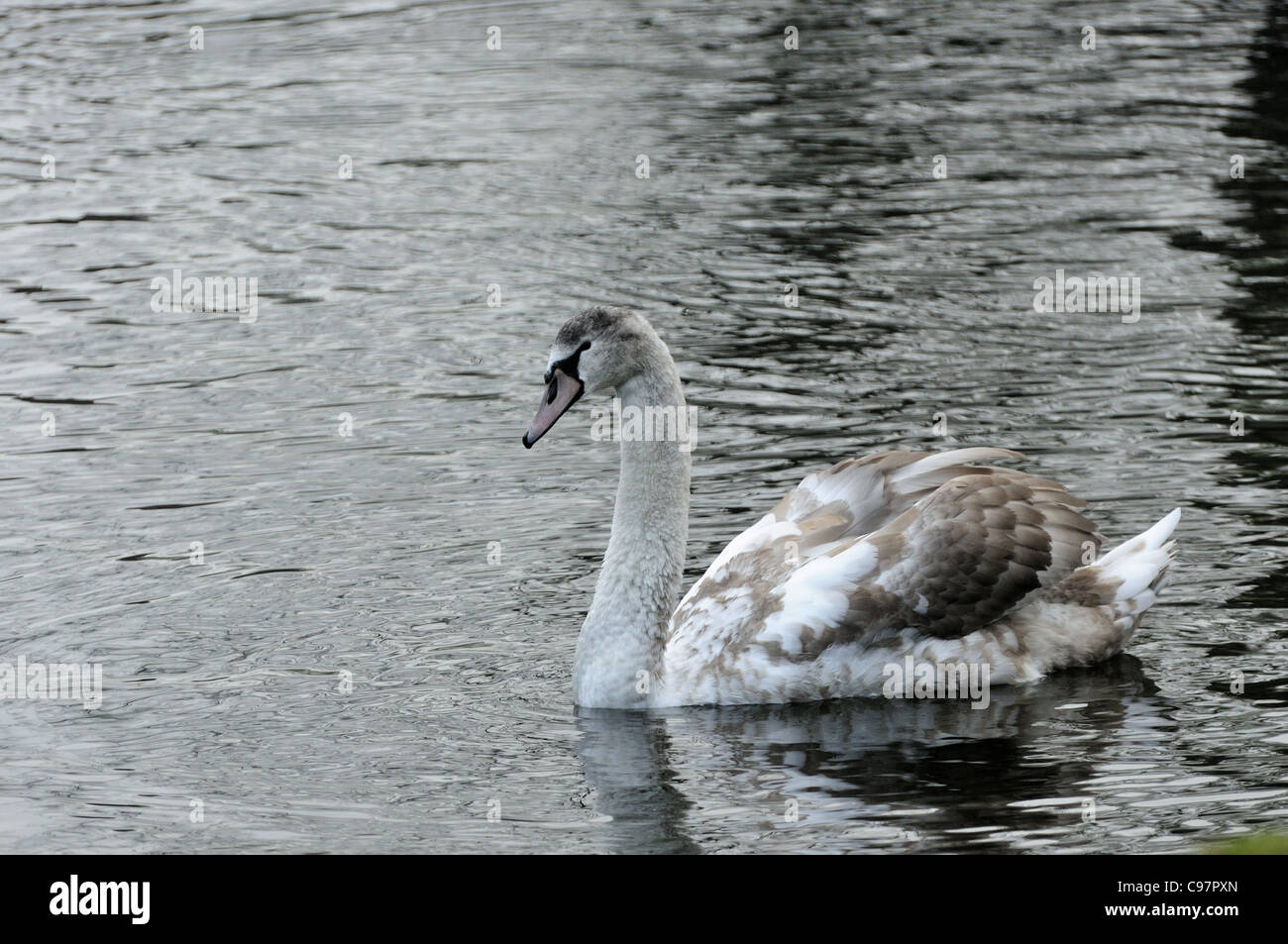 Giovane cigno Foto Stock