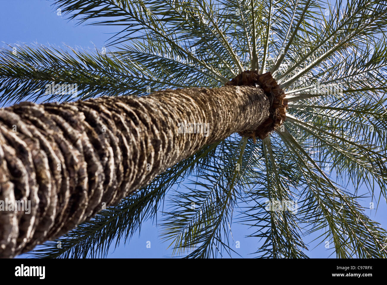 Palm Tree foto dalla base della prospettiva di trunk Foto Stock