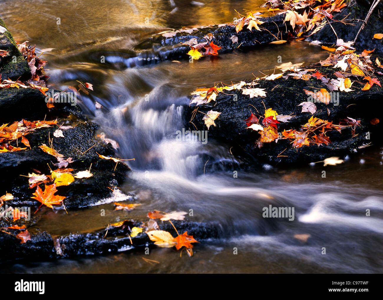 Un ruscello nel bosco di Brooks preservare Foto Stock