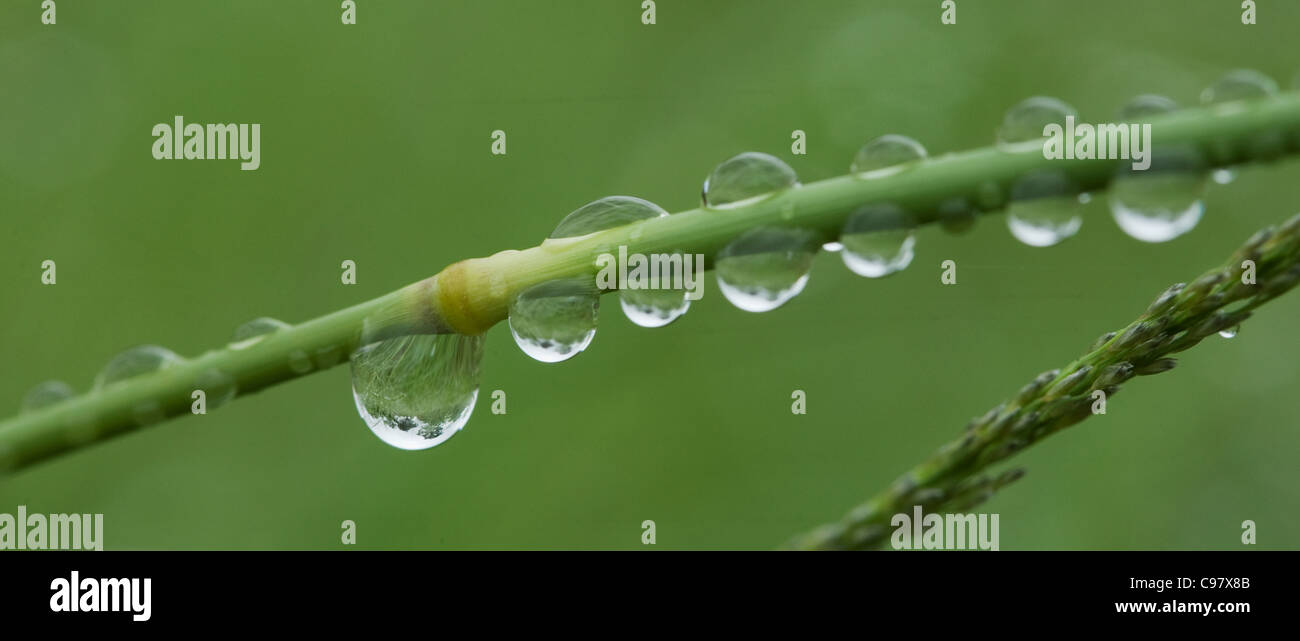 Fila di goccioline di acqua su un peduncolo vegetale con riflessione invertito del paesaggio Foto Stock