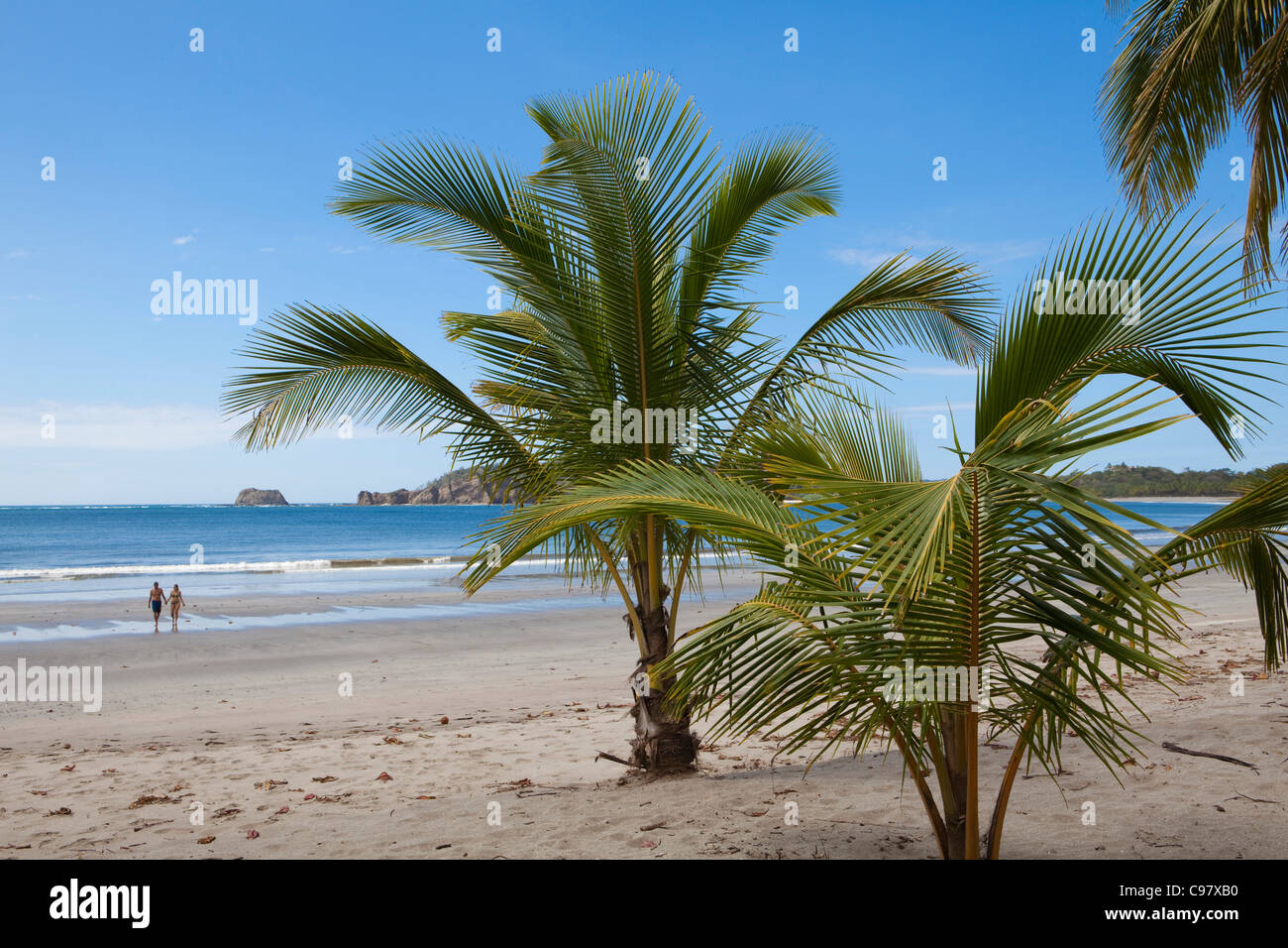 Palme e Playa Carillo beach, Carillo, Guanacaste in Costa Rica, America Centrale, America Foto Stock