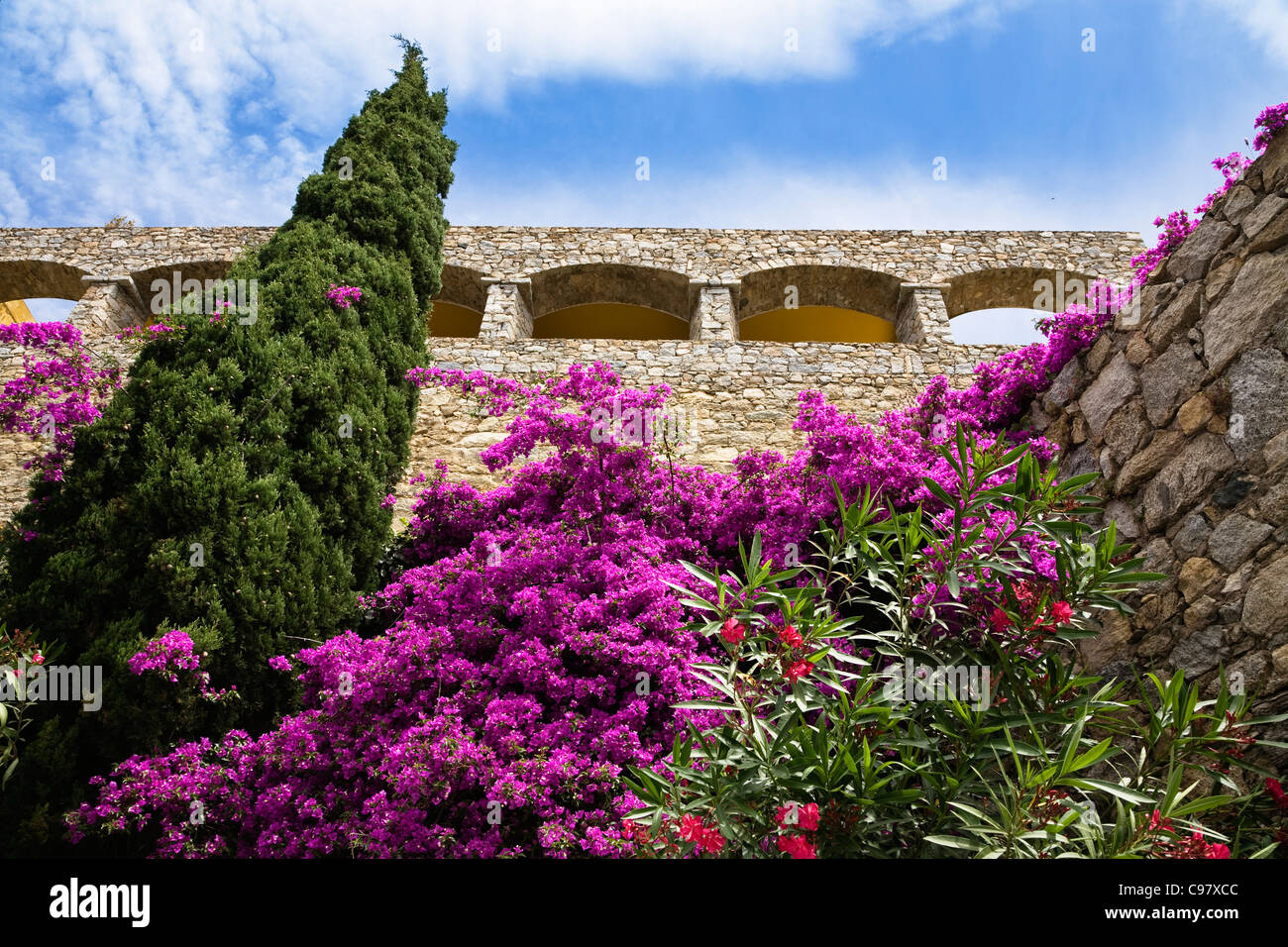 Piante mediterranee, cipresso, bouganville, oleandri, Lumio, Corsica, Francia, Europa Foto Stock