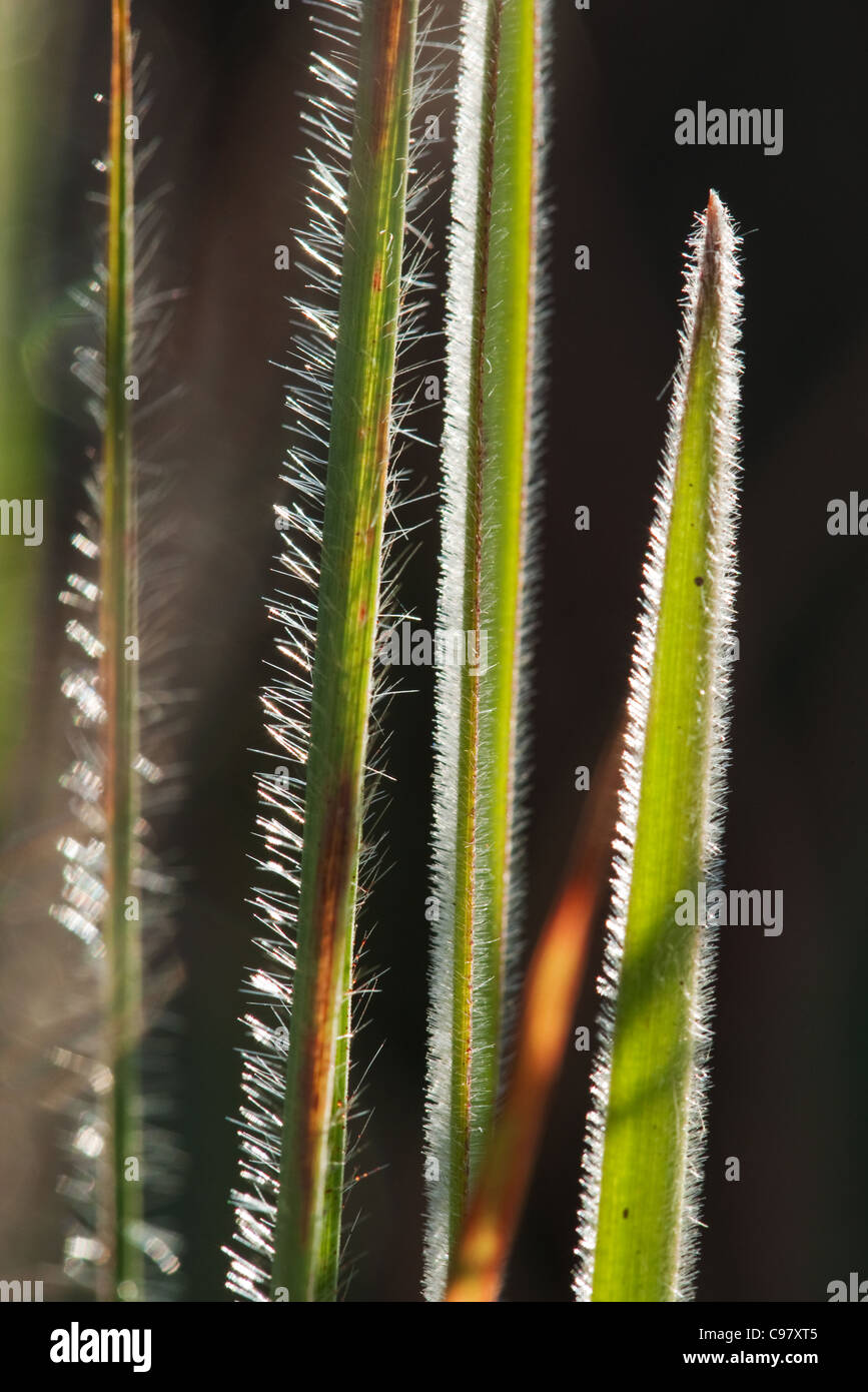 Close-up di lunghe foglie pelose retroilluminati da Sun Foto Stock