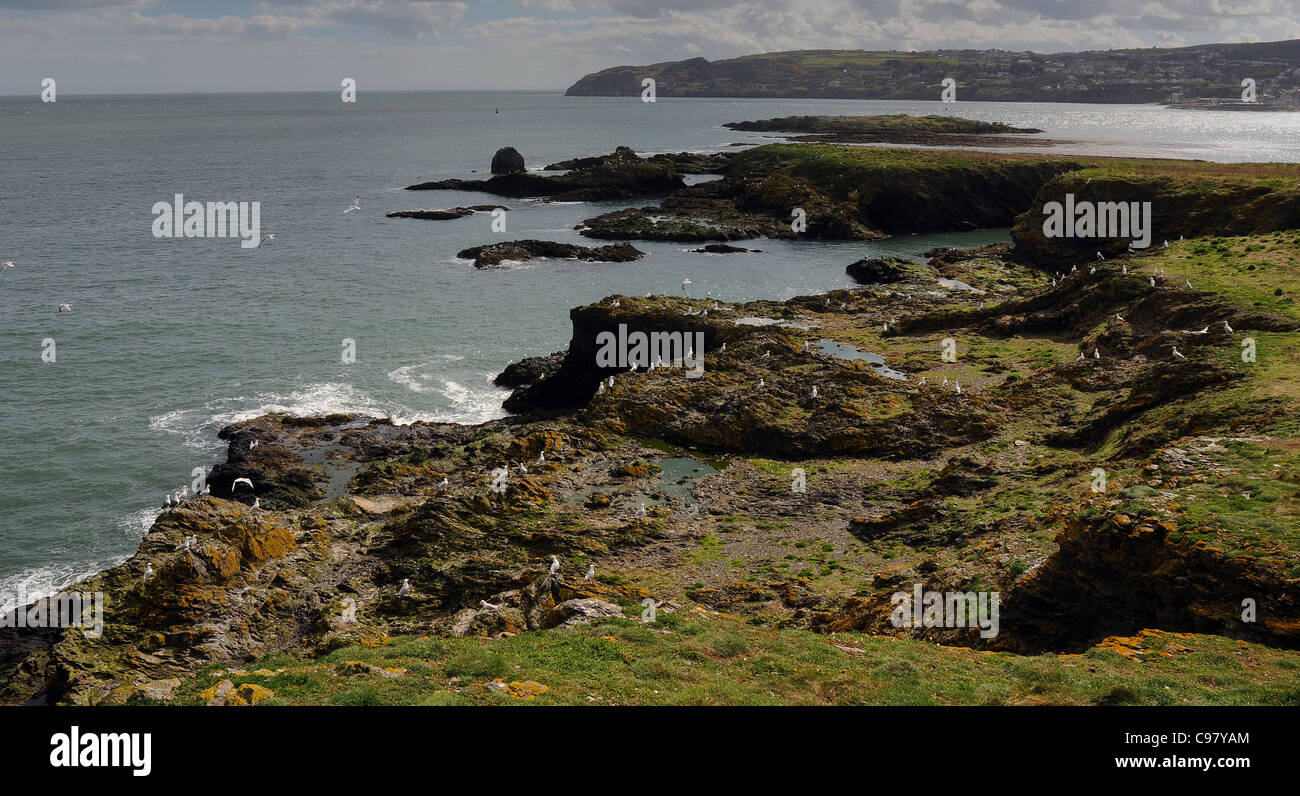 La costa frastagliata a Howth, sud Irlanda Foto Stock