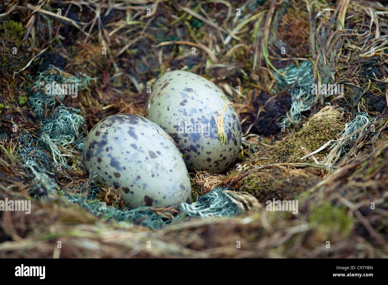 Pinguino due uova in un nido di paglia Foto Stock