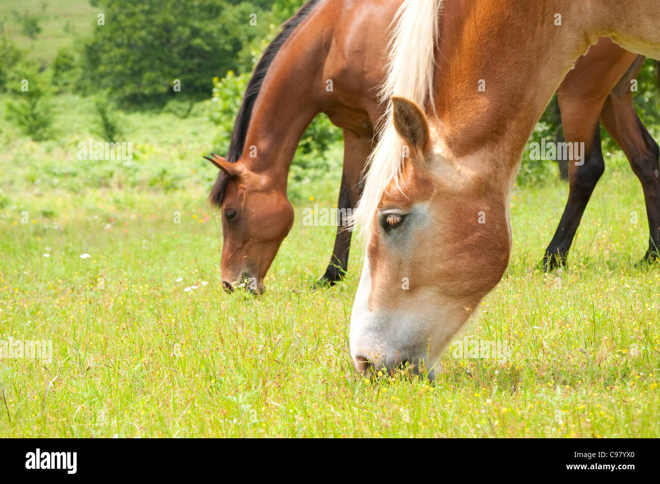 Due cavalli al pascolo in una lussureggiante area verde pascolo estivo Foto Stock