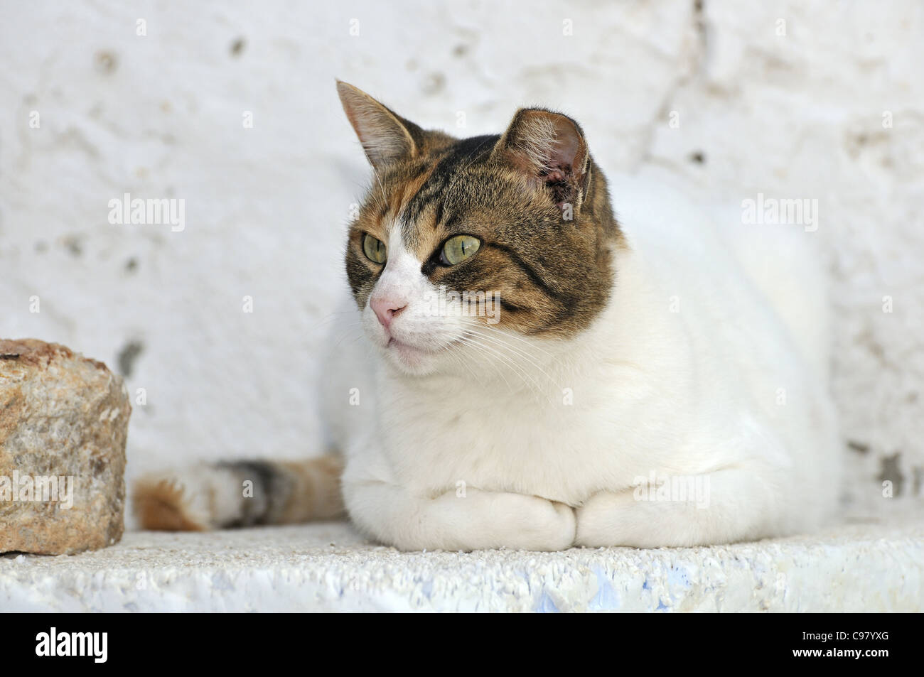 Gatto randagio a Hydra Island, Grecia Foto Stock