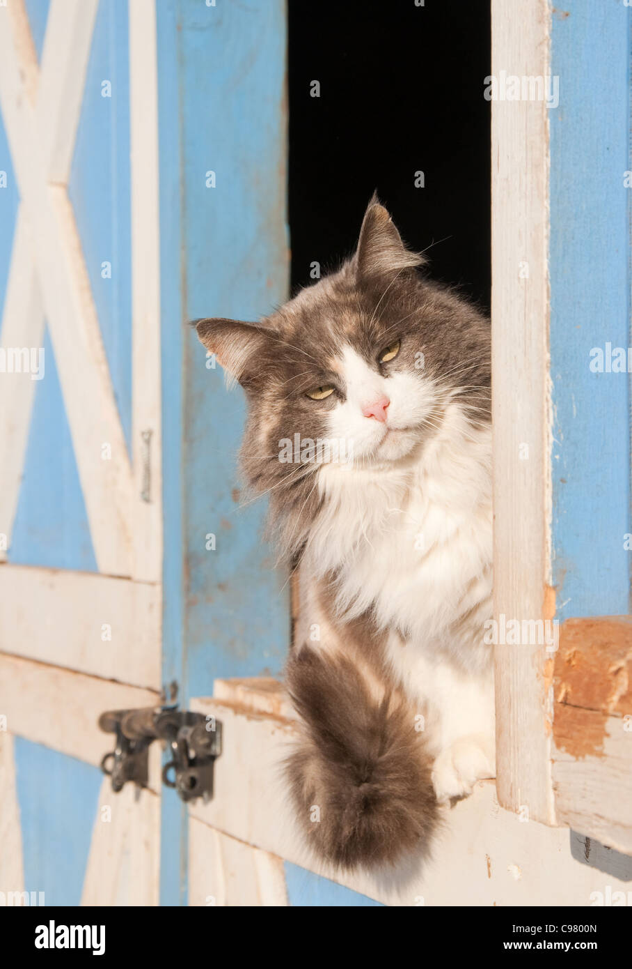 Diluito gatta calico seduto su una mezza porta di un granaio blu, che spuntavano al visualizzatore Foto Stock