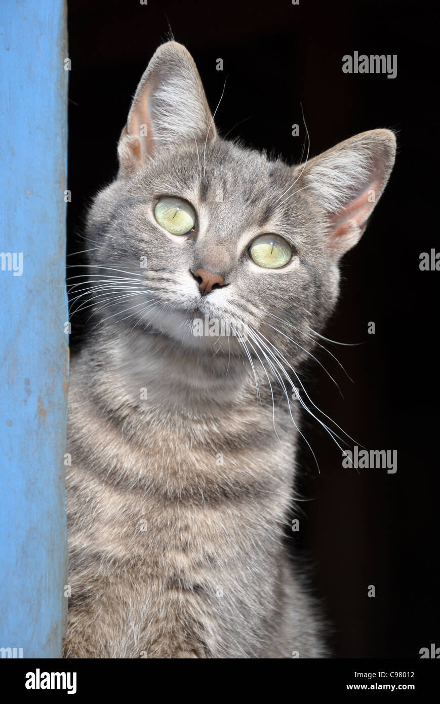 Blue tabby cat presso la porta di un granaio blu Foto Stock