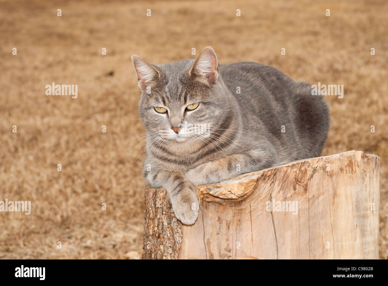 Blue tabby cat in appoggio sulla parte superiore di un ceppo di albero secco con inverno sfondo di erba Foto Stock