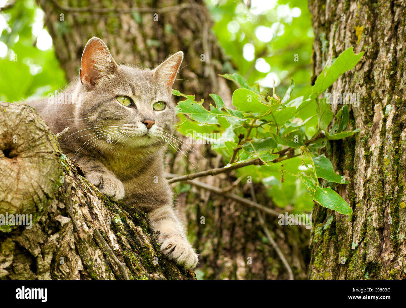 Blue tabby gatto con gli occhi verdi fino in una struttura ad albero Foto Stock