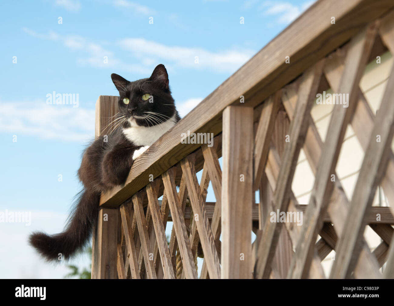 Tuxedo cat osservando sulla ringhiera del pianale Foto Stock